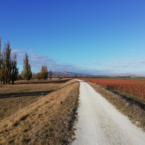 a path with trees on the side of a dirt road
