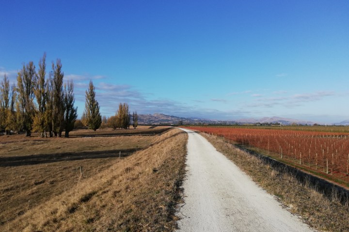 a path with trees on the side of a dirt road