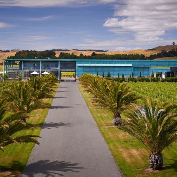 a row of palm trees next to a body of water